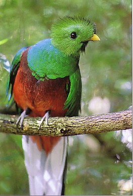 Quetzal